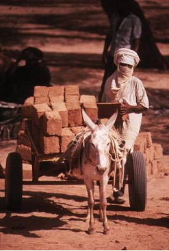 donkey and cart