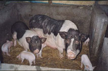 pigs